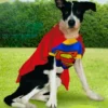 Disfraz_Grande_Superheroe Imagen mascota con disfraz del personaje