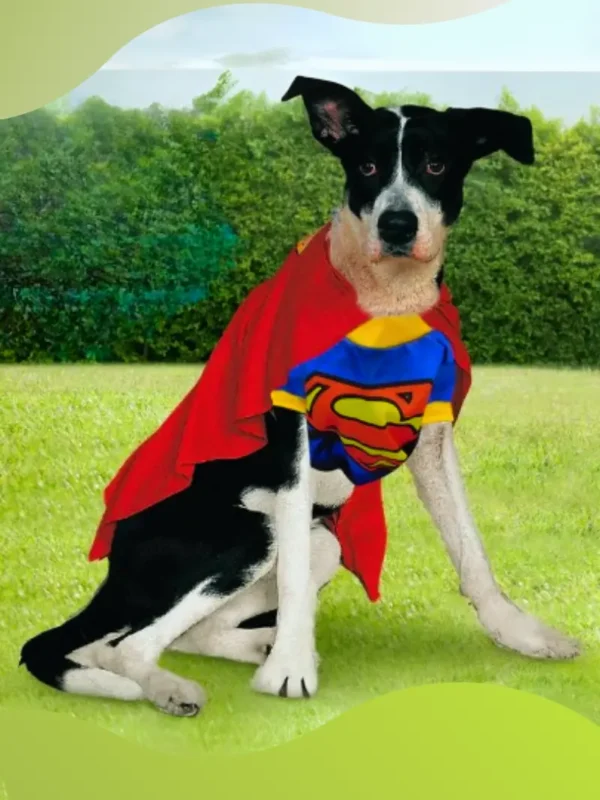 Disfraz_Grande_Superheroe Imagen mascota con disfraz del personaje