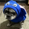 Disfraz_Stitch_Sala Imagen mascota con disfraz del personaje