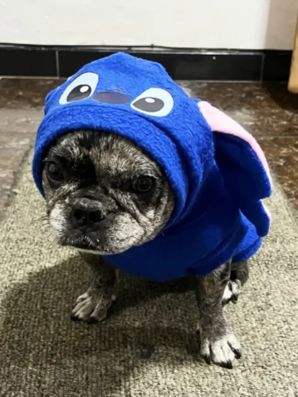 Disfraz_Stitch_Sala Imagen mascota con disfraz del personaje